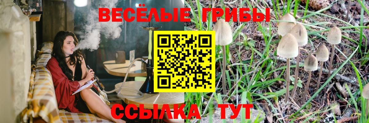 Псилоцибиновые грибы GOLDEN TEACHER  Галлюциногенные грибы мицелий  купить закладку  Новокубанск  Вход с VPN 